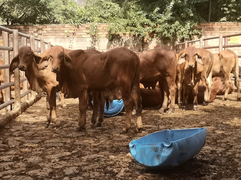 Machos Brahman Rojo / 10 meses 180kg