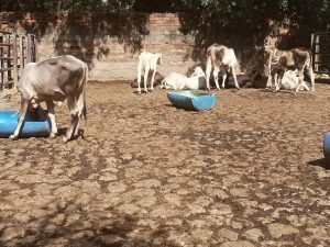 Lote  de Machos y hembras de Levante