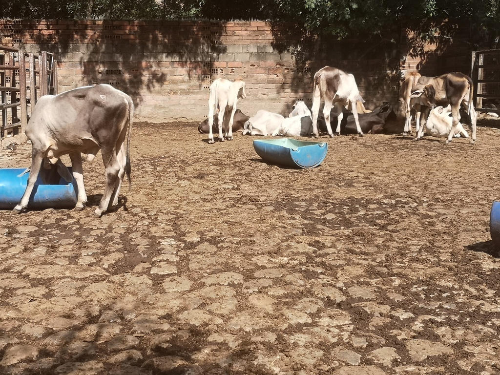 Lote  de Machos y hembras de Levante