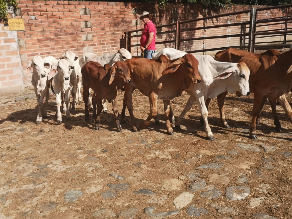 Lote de terneros y terneras /destetos
