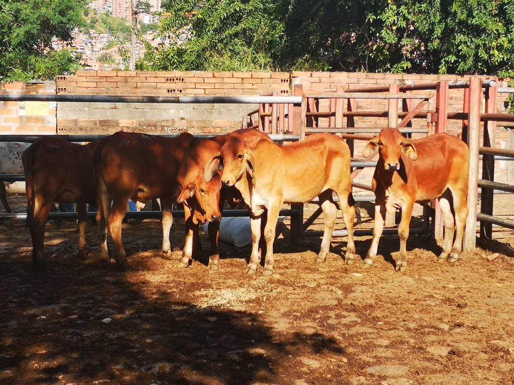 Novillas brahman rojo