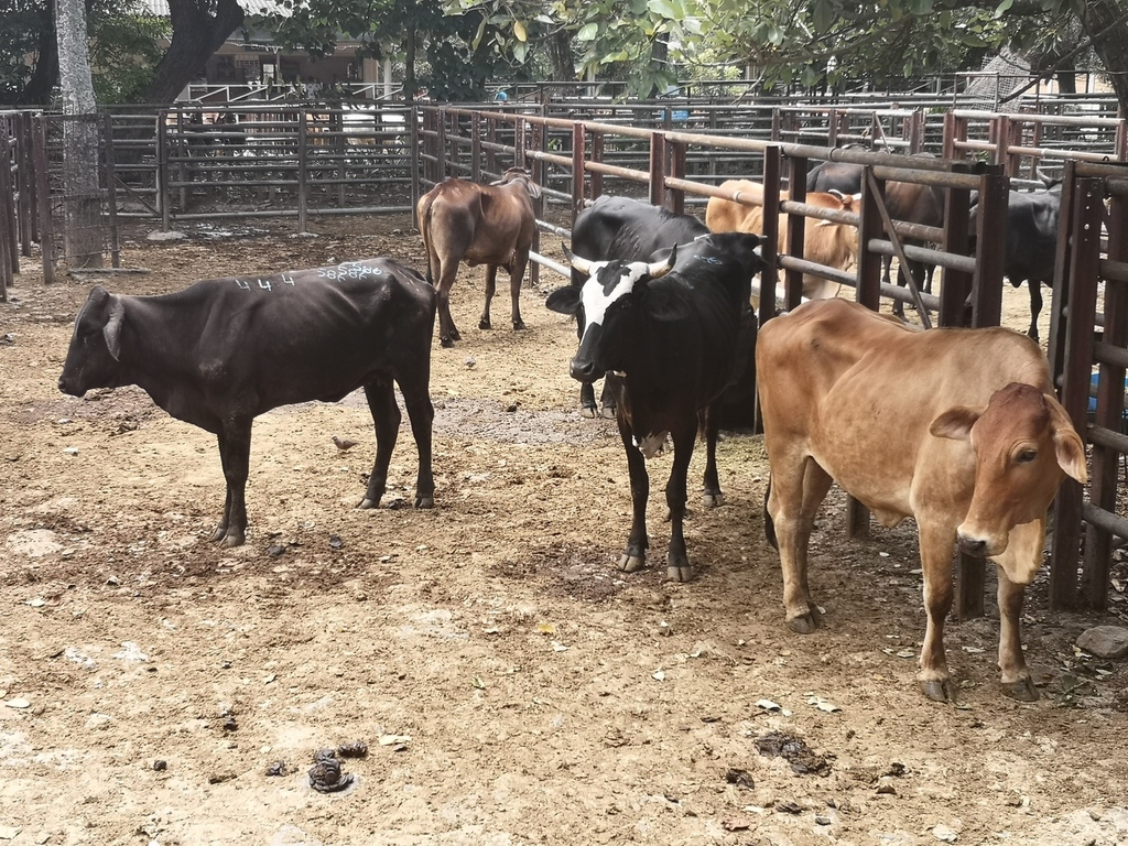 Novillas para ceba /Ganado criollo Comercial