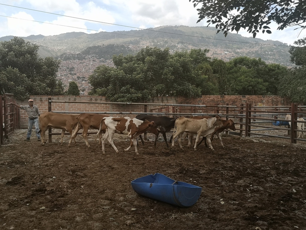 Hembras de Levante /Ganado comercial cebuino