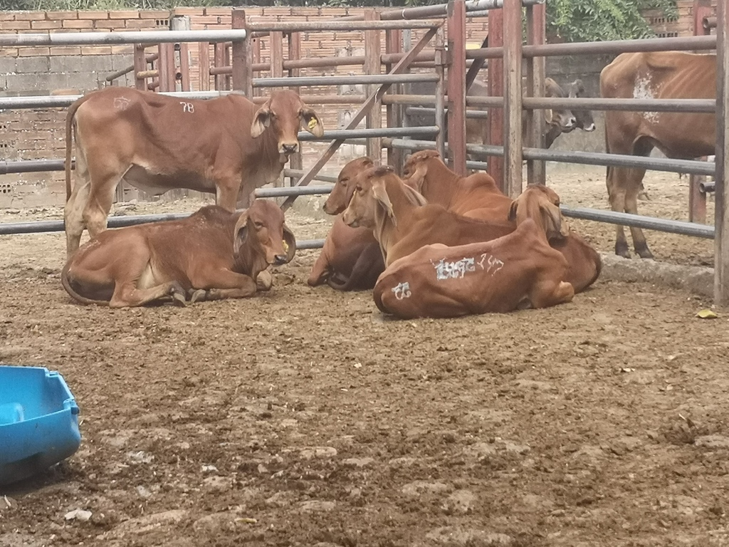 Novillas Brahman Rojo