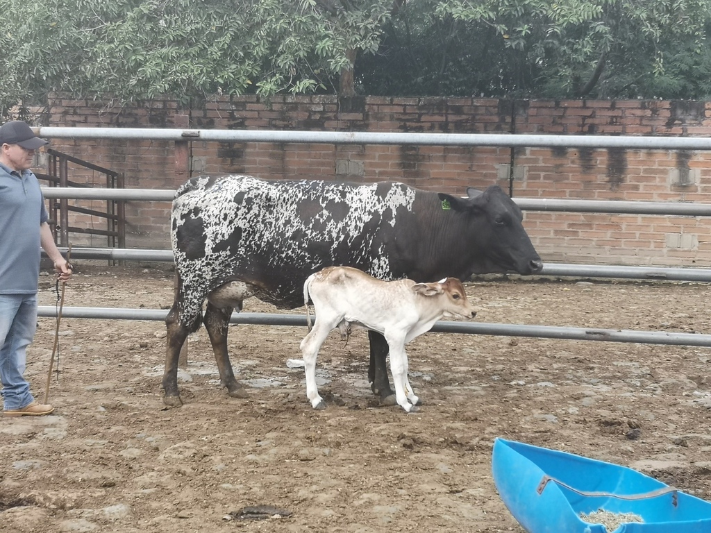 Atado Vaca de primer parto cria Macho