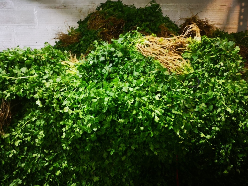 Cilantro