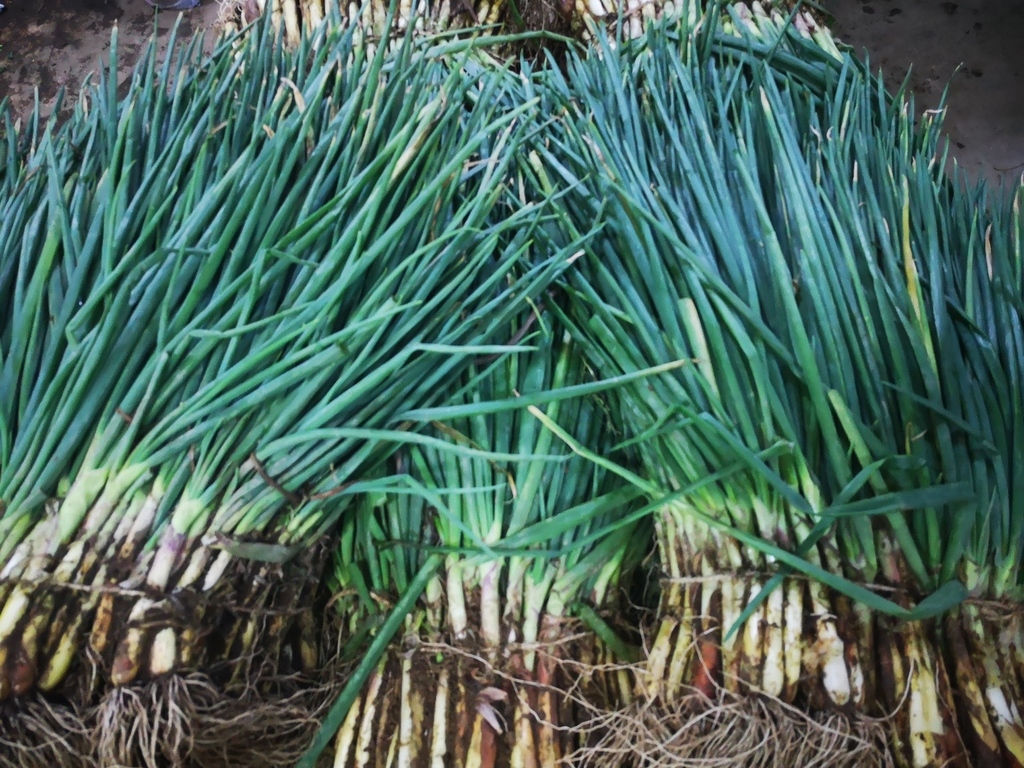 Cebolla de Rama