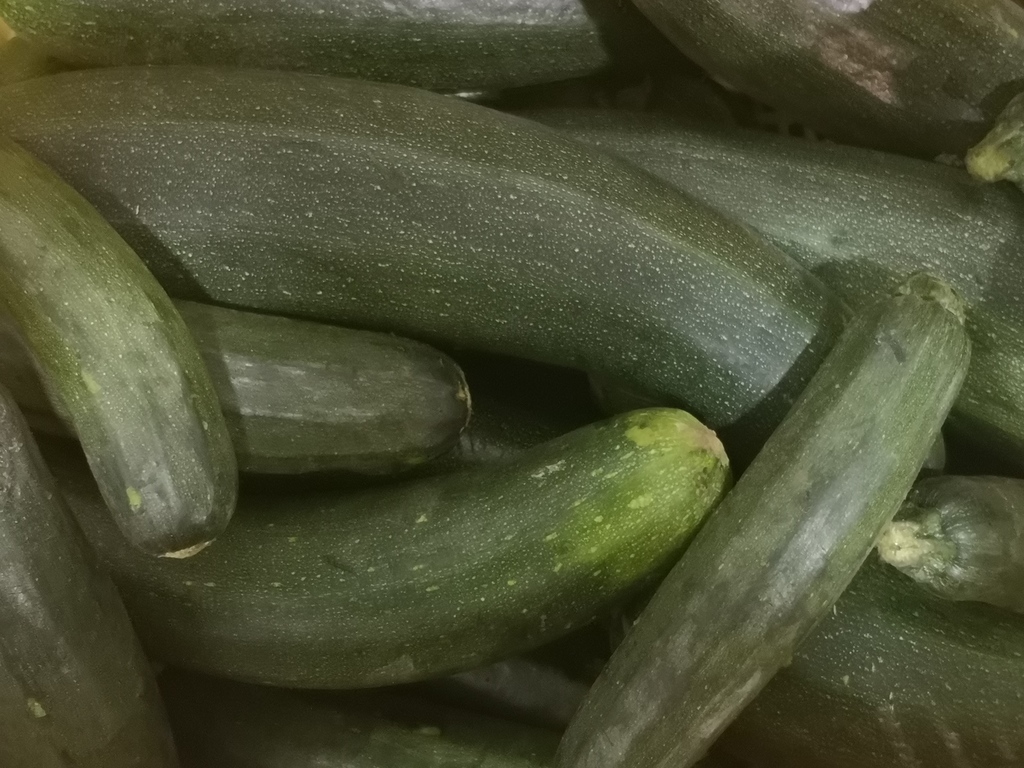 Pepino zucchini