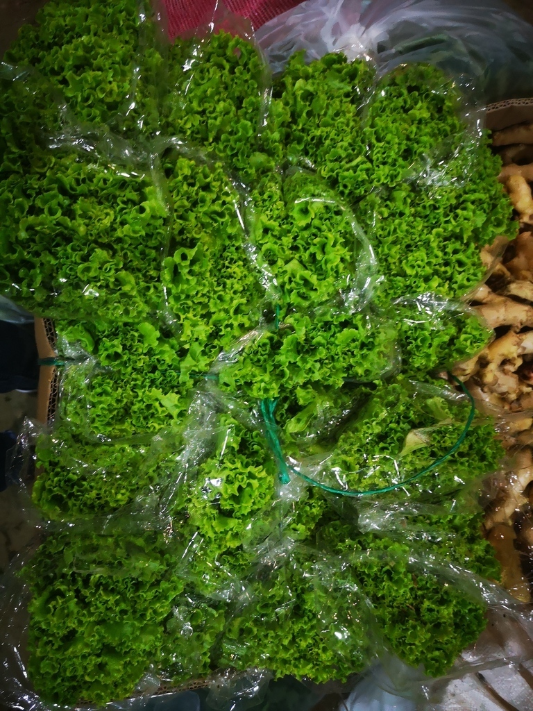 Lechuga Crespa