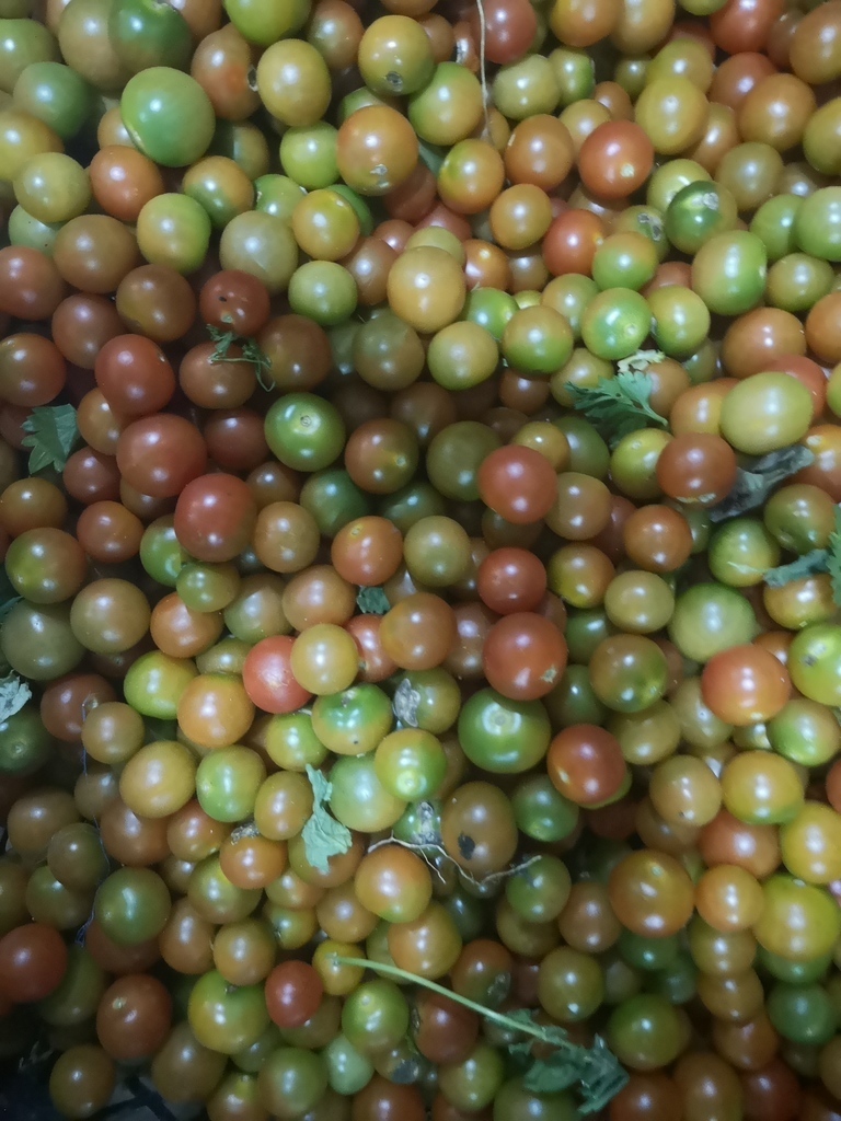 Tomate Cherry