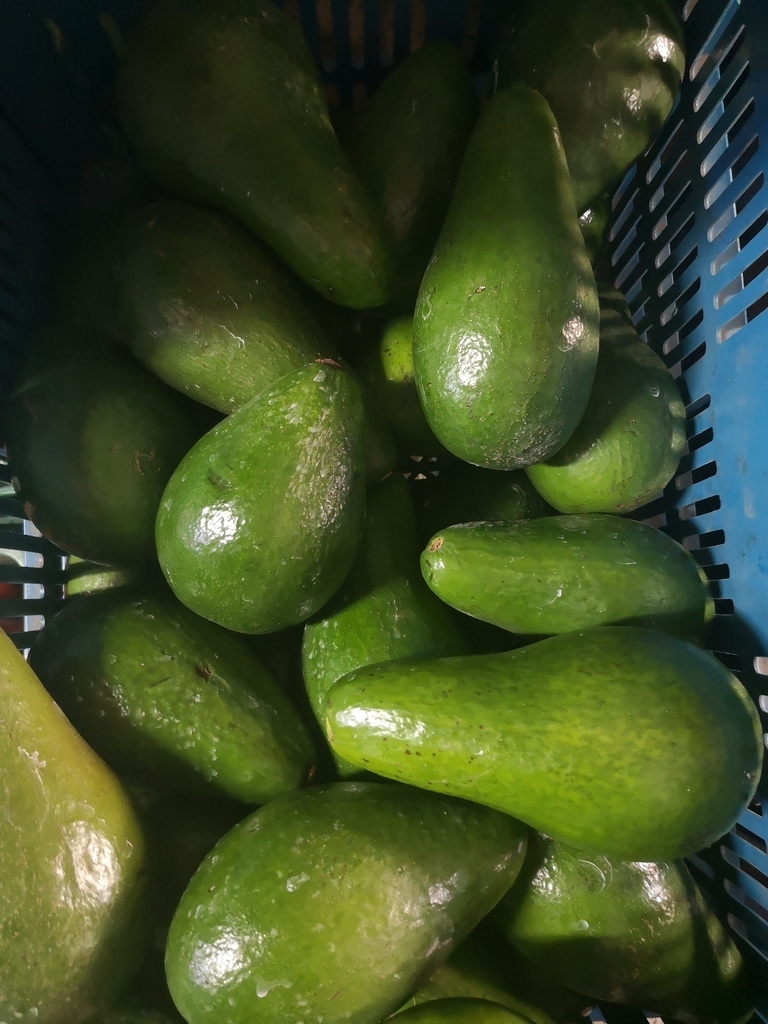 Aguacate Santana