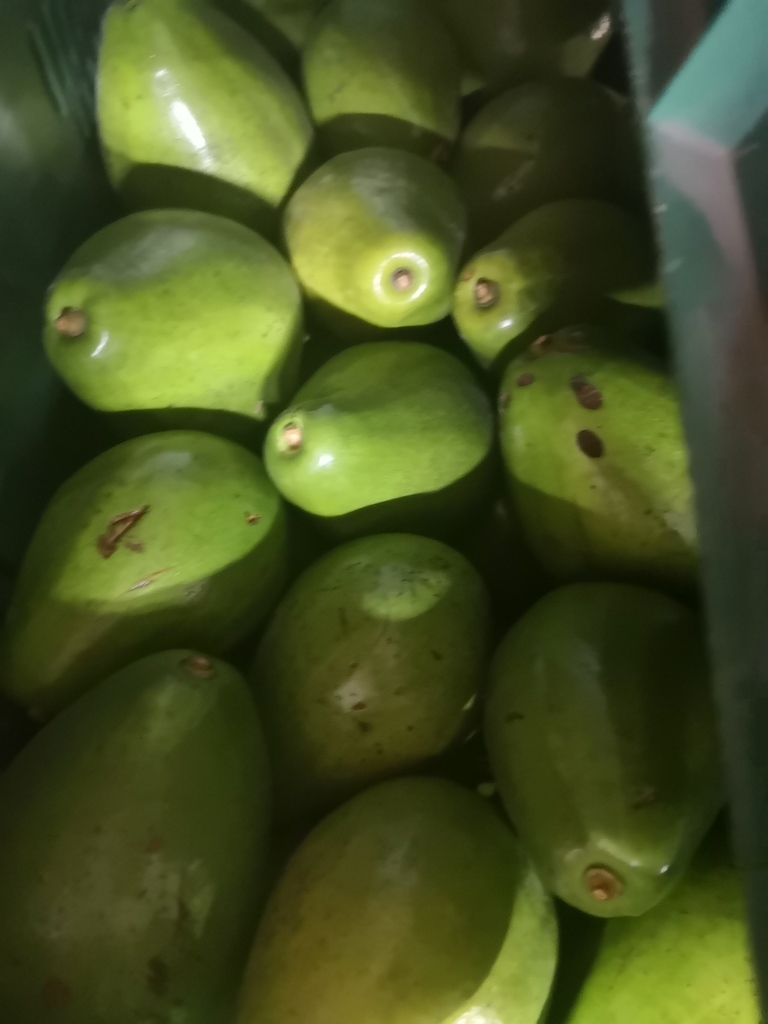 Aguacate papelillo