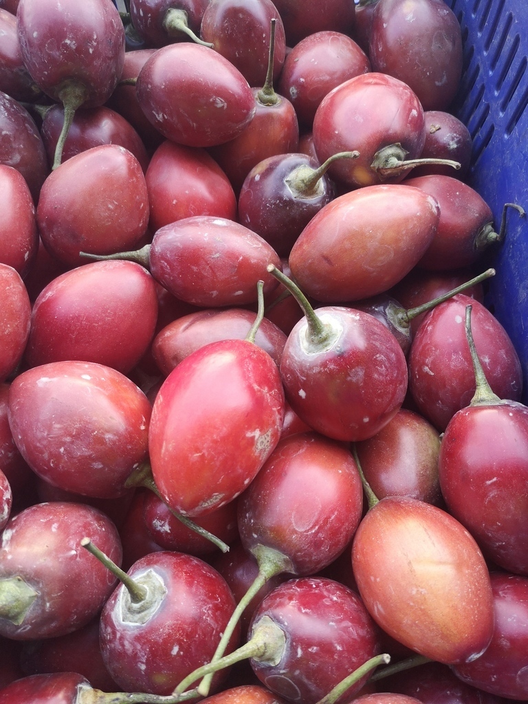 Tomate  de Árbol /injerto  de Mora