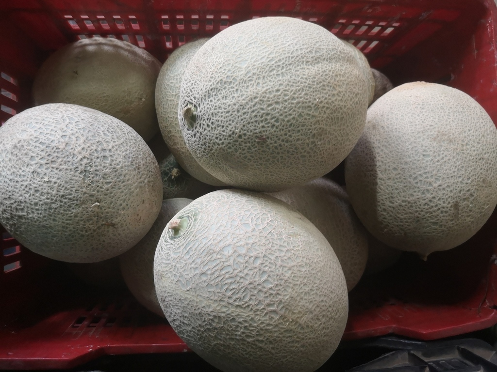 Melon Larga Vida