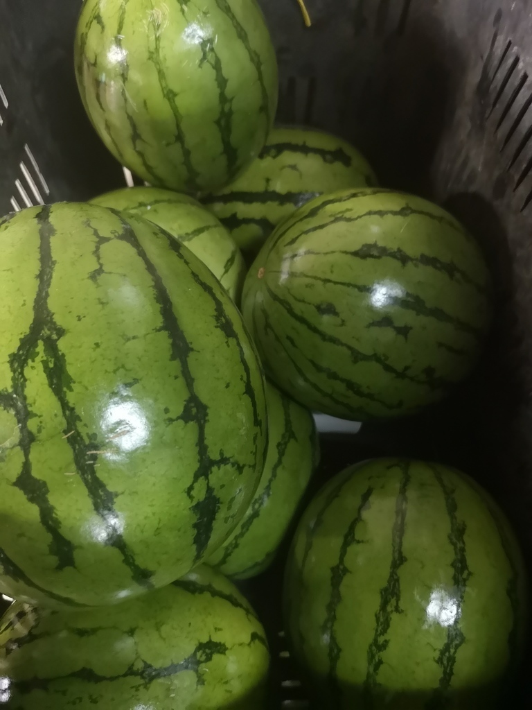 Sandia Baby