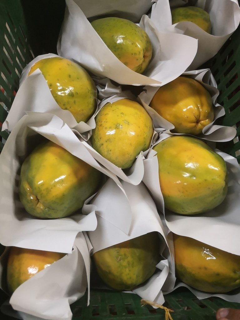Papaya Maradol