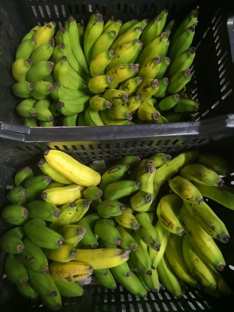 Banano
