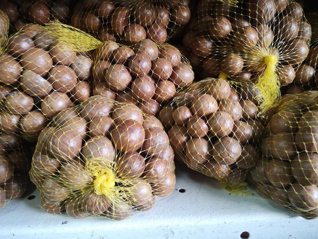 Macadamia