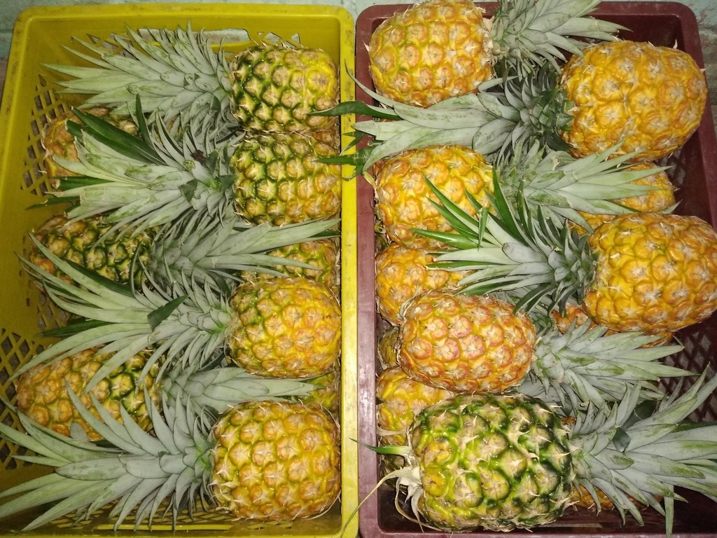 Piña oro miel 1ra