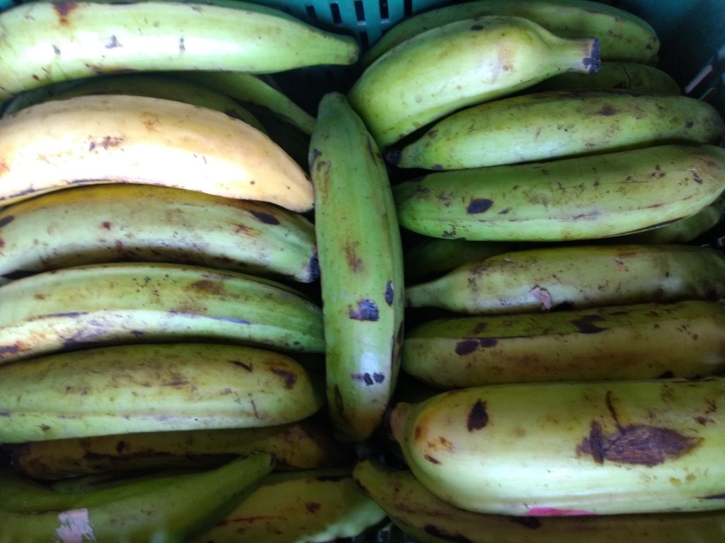 Plátano