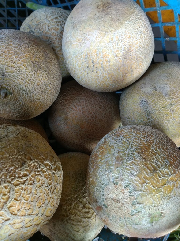 Melón
