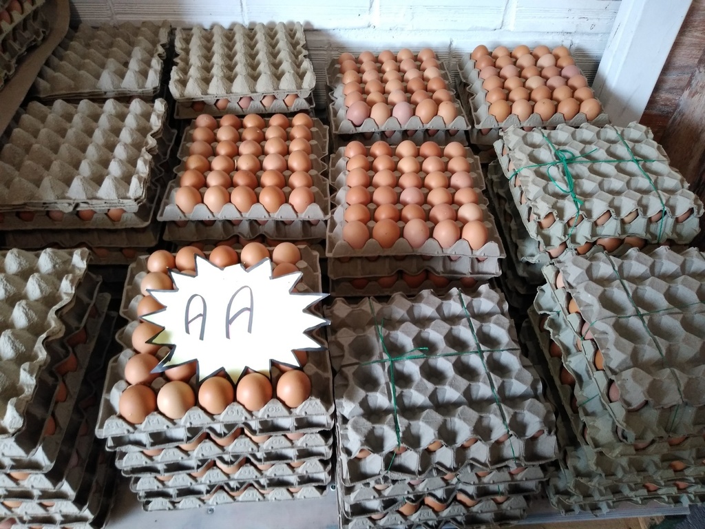 Huevos tipo AA