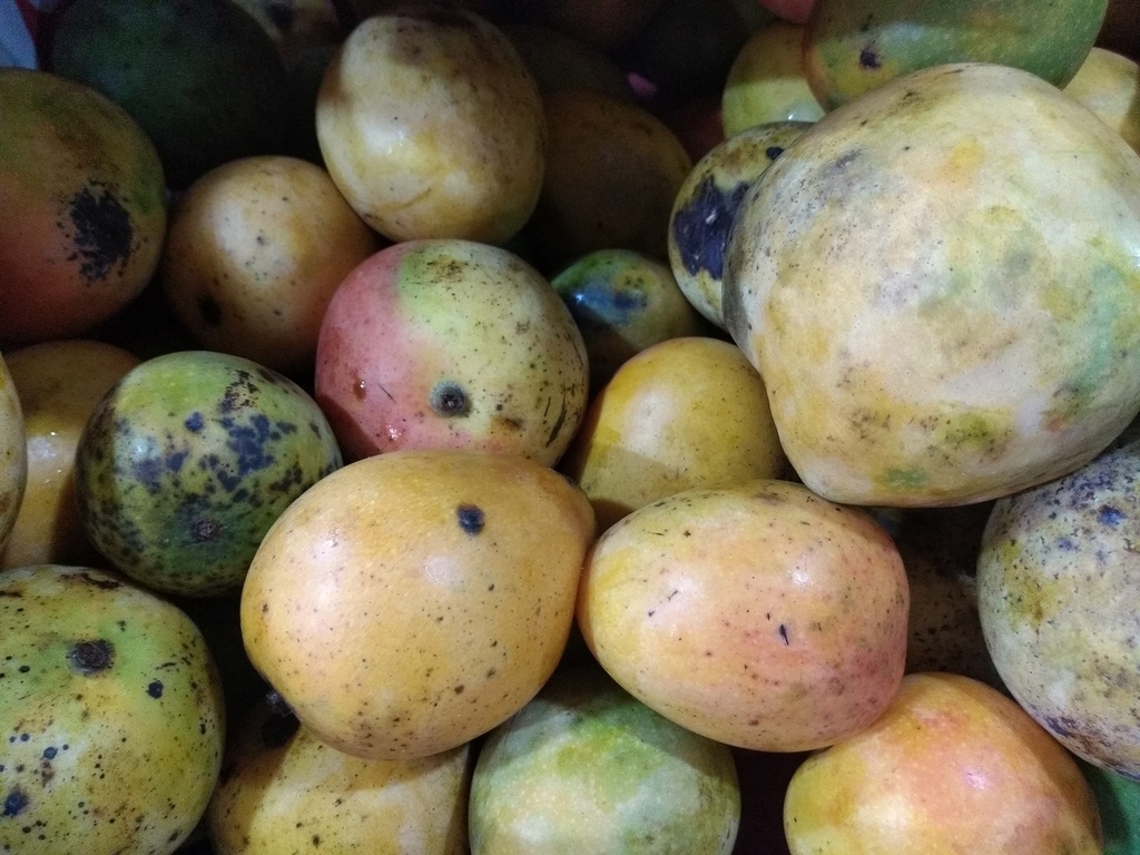 Mango azúcar