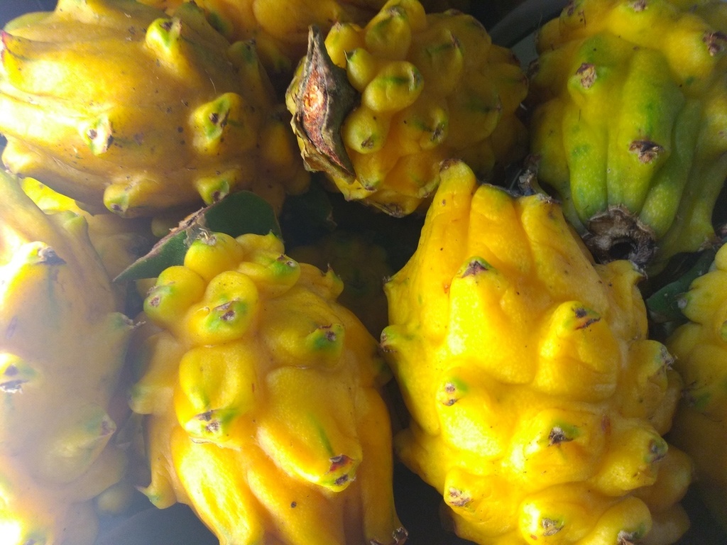 Pitaya