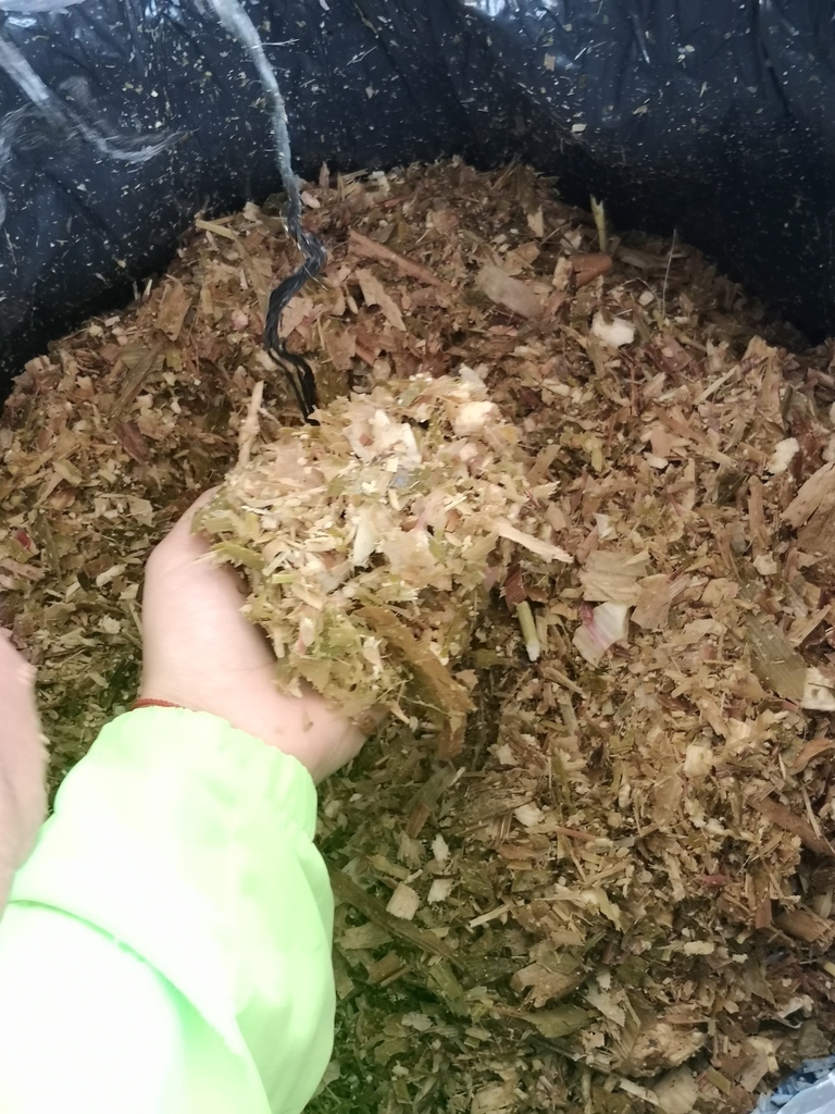 Ensilaje  de Maíz Excelente alimento para el Ganado /* 45kg