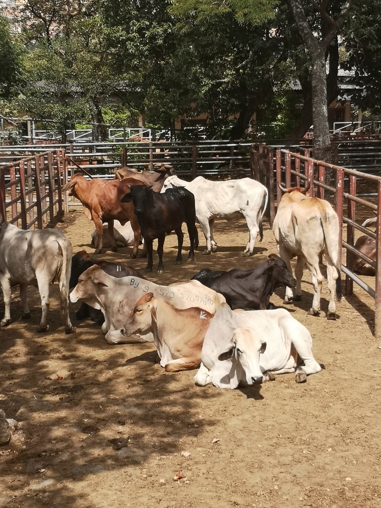 Hembras para Sacrificio /peso 350kg