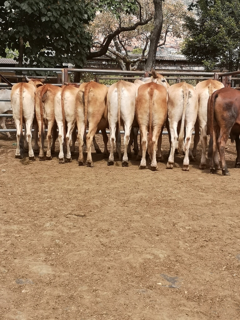 Machos  para sacrificio /promedio peso lote  352kg