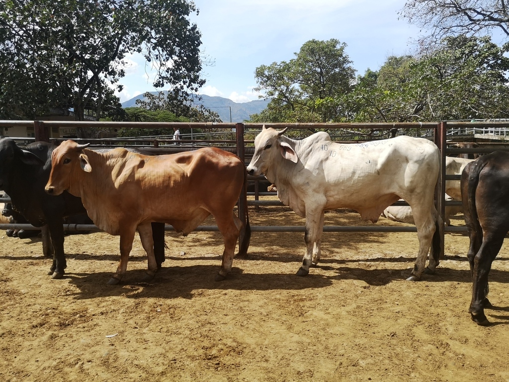 Toros para sacrificio /Ganado gordo comercial /420kg