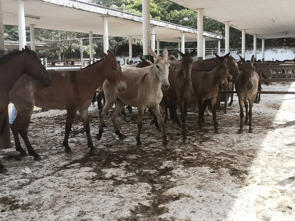 Mulas y Machos para carga