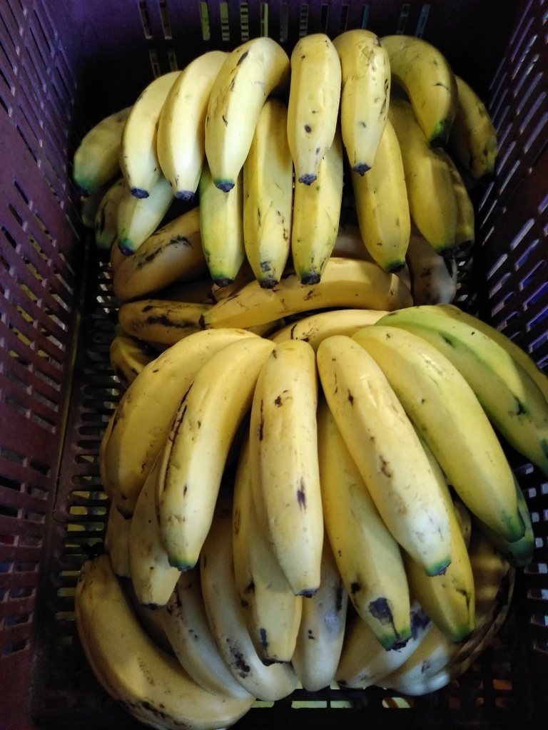 Banano grosst mitchel