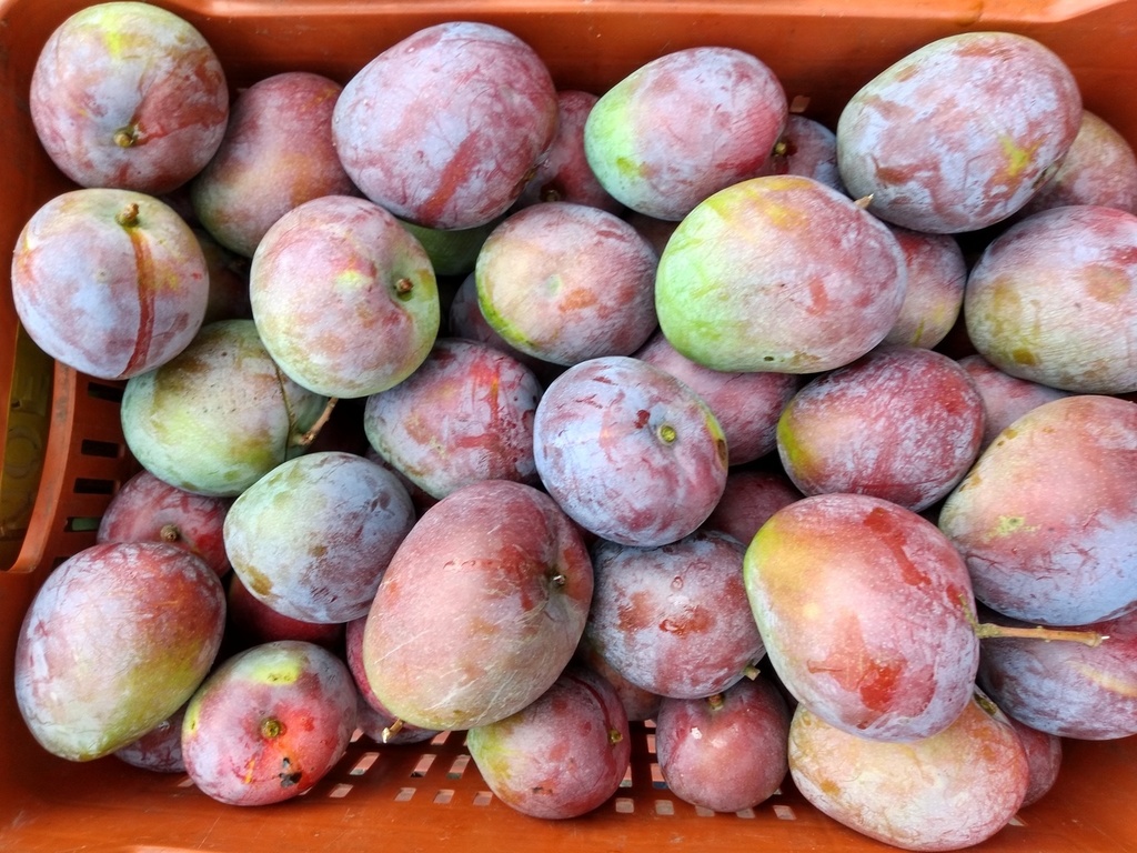 Mango de manzana