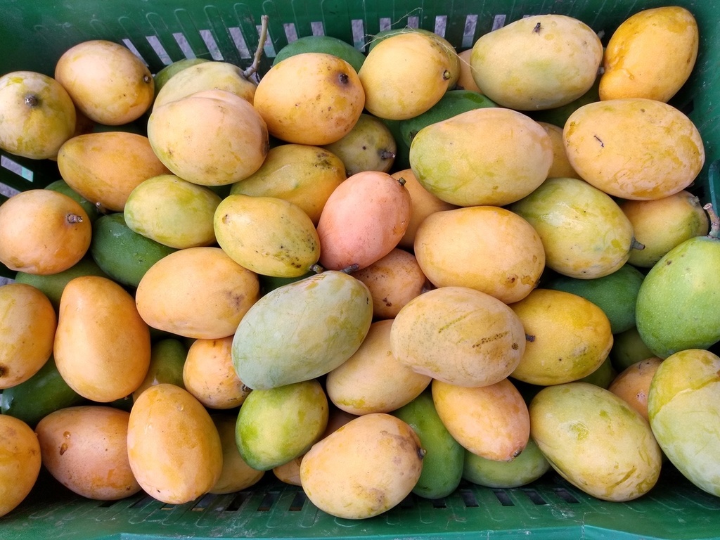 Mango de hilacha