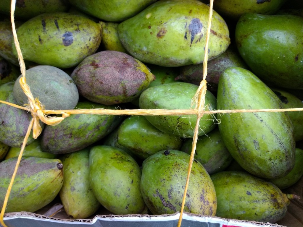 Aguacate papelillo