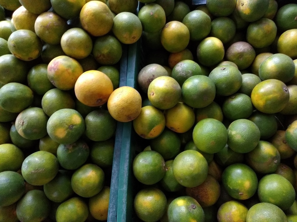 Naranja quindeana mediana