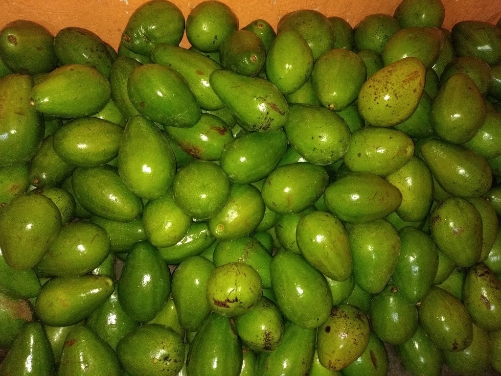 Aguacate papelillo