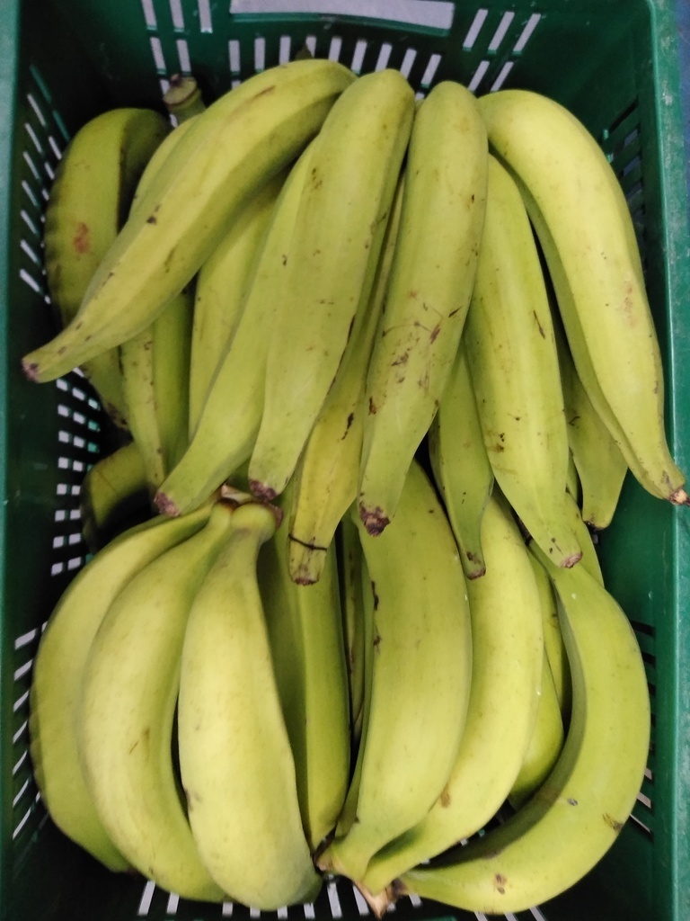 Plátano harton verde