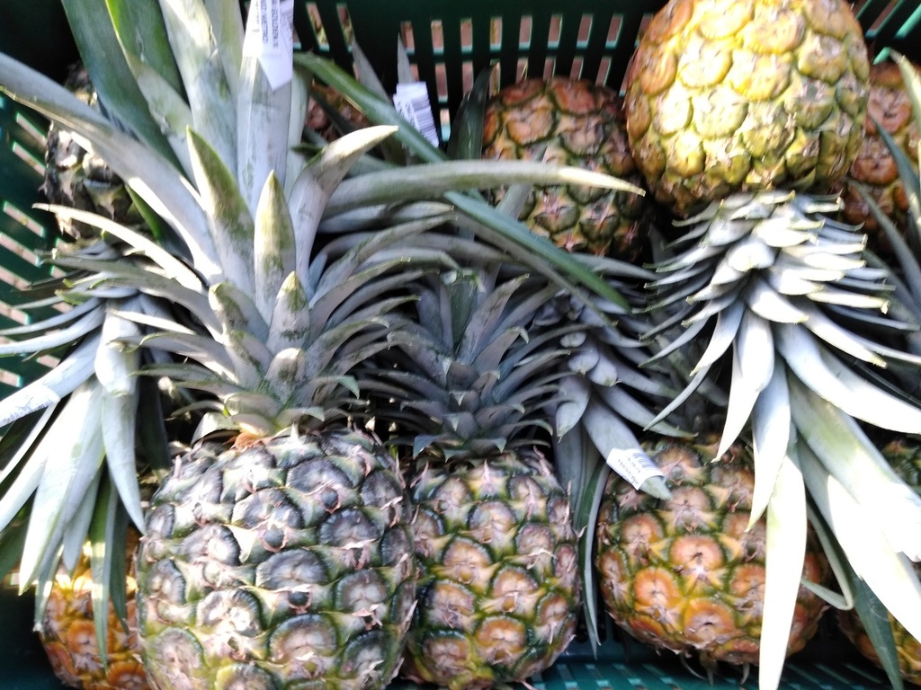 Piña oro miel