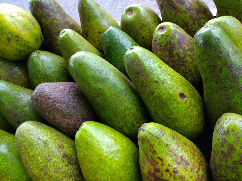 Aguacate criollo