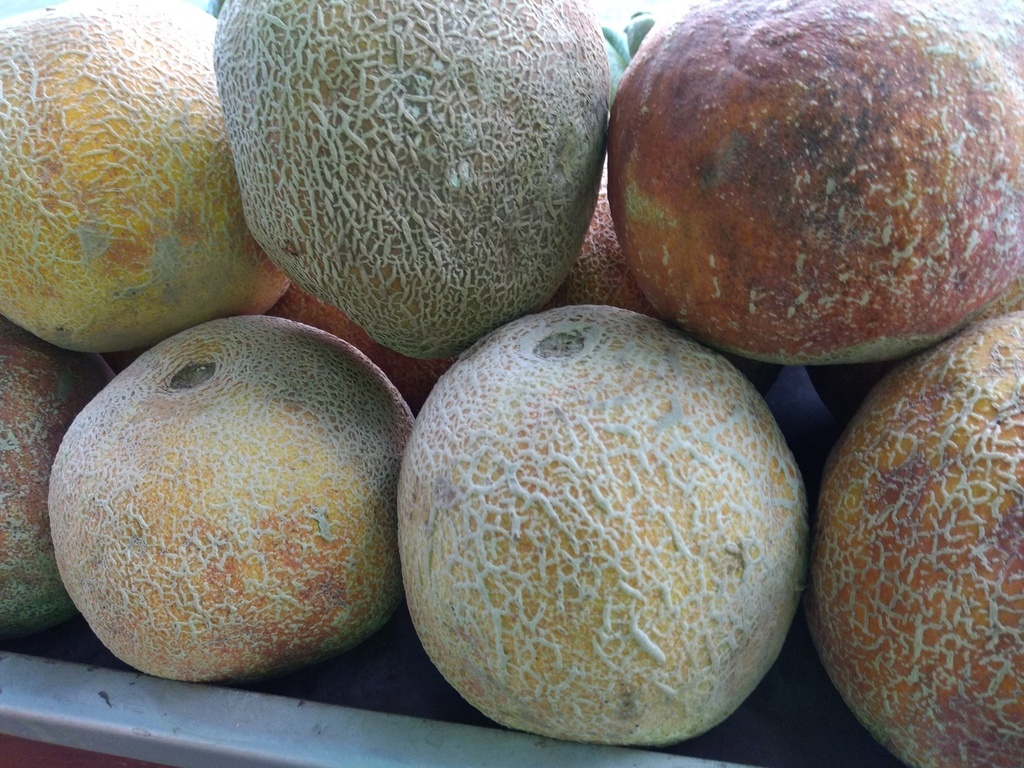 Melón