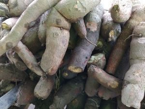 Yuca