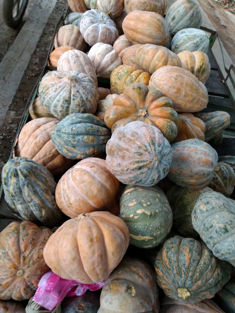 Melón