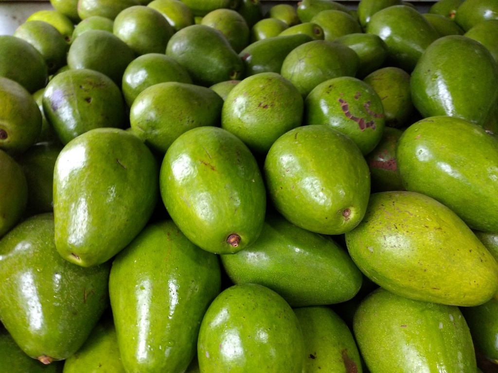 Aguacate pepalillo