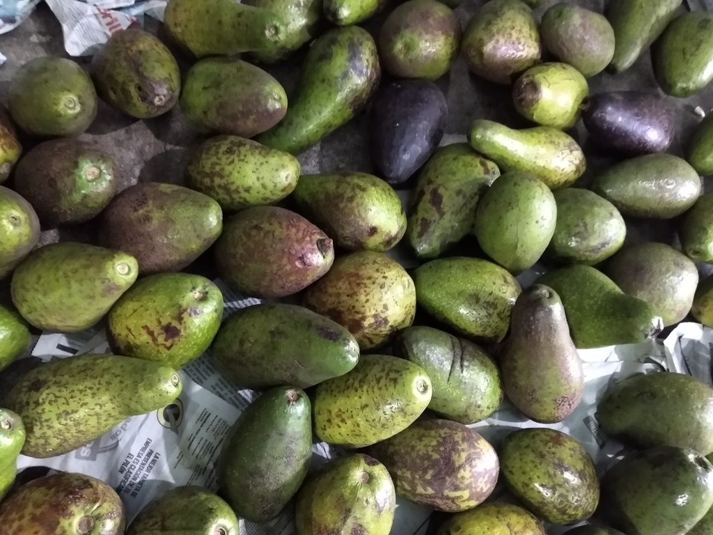 Aguacate criollo