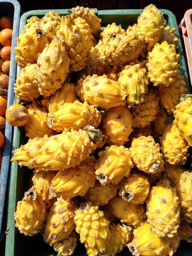 Pitahaya