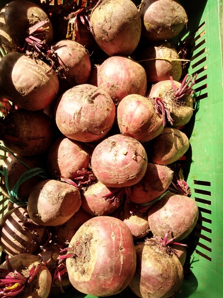 Remolachas