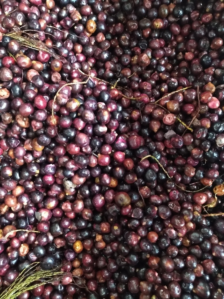 Corozo